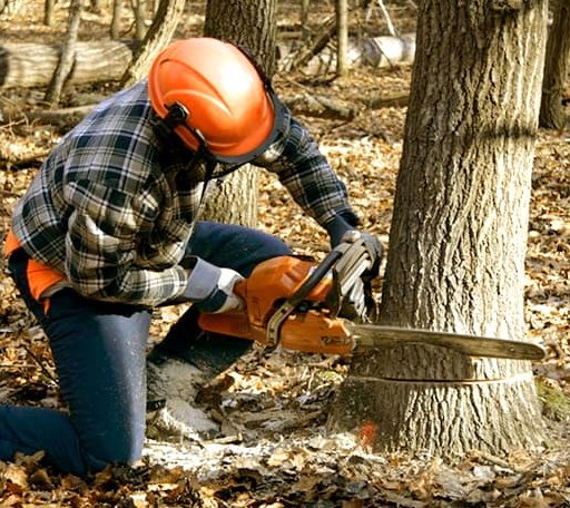 Tree Removal in Durham, NH